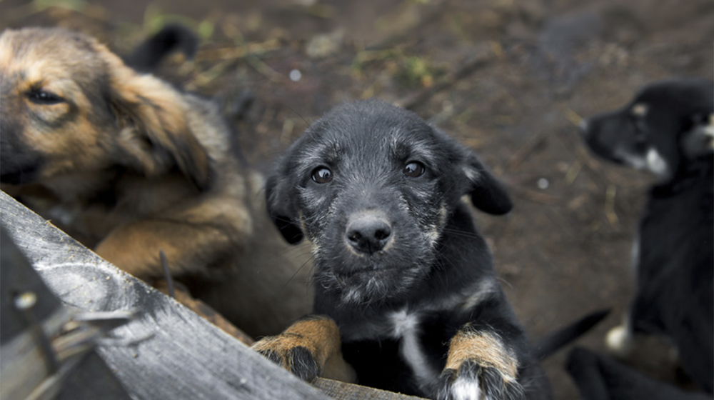 TRAC en defensa dels animals amb FAADA