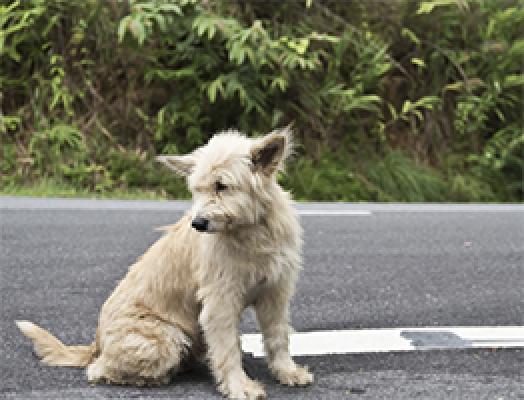 TRAC Rehabilitació - Noticies Rehabilitacio Edificis All 702,744,781,788,891